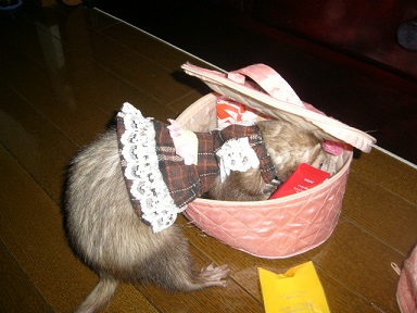 飼い主のポーチをあさるフェレット