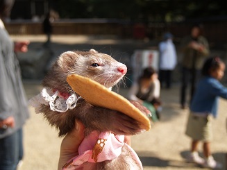 シカせんべいを抱えるフェレット