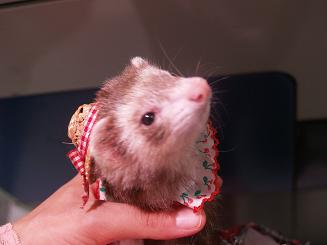 赤いリボンの麦わら帽子をかぶるフェレット