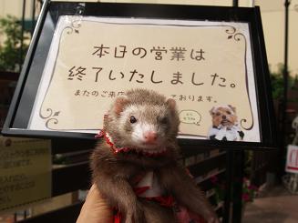 カフェにお茶を飲みに来たフェレット