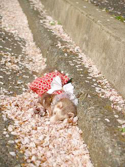道路に舞う桜の花びらに顔をうずめるフェレット