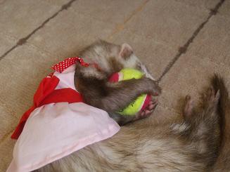 ボールを抱きしめて眠るフェレット