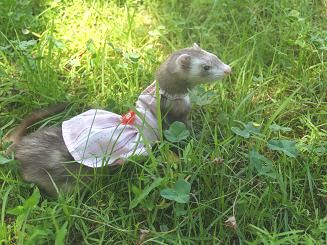 春の雑草の中で洋服を着て入り込むフェレット
