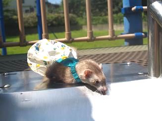公園の遊具に登って下を見るフェレット