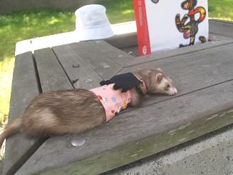黒いマントを着て公園で休むフェレット