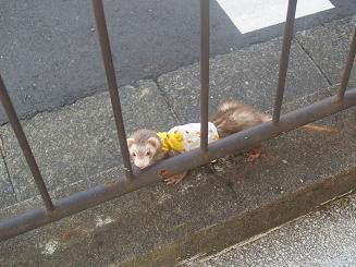 隙間からこちらを見るフェレット