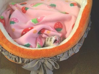 フェレットが歯を見せちゃう。