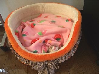 いちごのベッドですやすやフェレット
