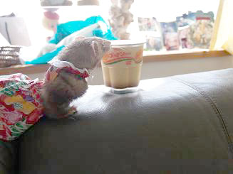 フェレットとプリン