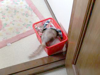 カゴの中をあさるフェレット