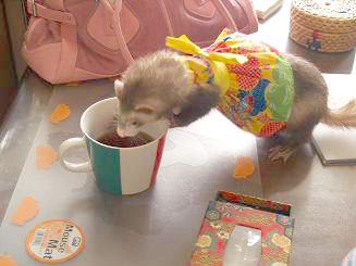 テーブルの上のコップから紅茶を飲むフェレット