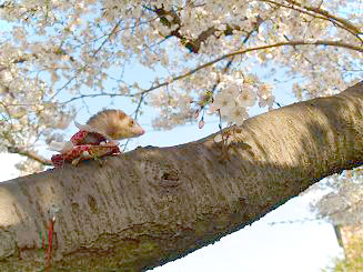 桜の木の枝で休むフェレット