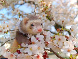 フェレットと桜