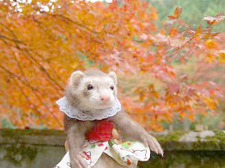 京都の紅葉を背景にポーズをとるフェレット