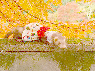 紅葉フェレット