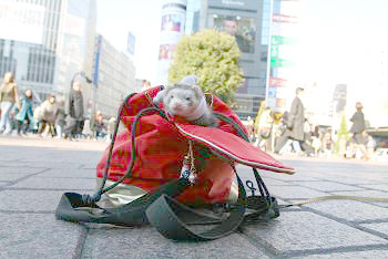 渋谷の前で袋に入るフェレット