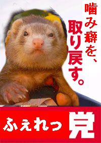 フェレットの総選挙