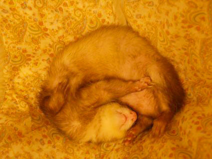 フェレットのすごい寝相