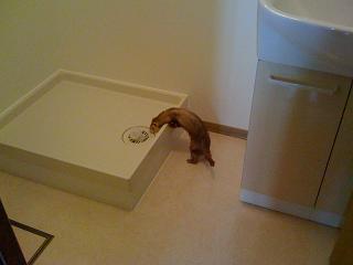 排水溝が気になるフェレット