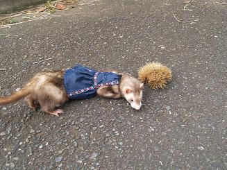 栗のいがいがフェレット