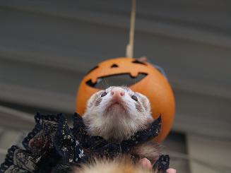 ハロウィンなフェレット