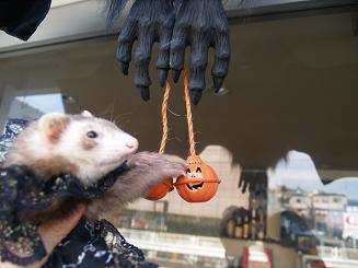 ハロウィンフェレット