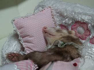 クッションを枕にして眠るフェレット