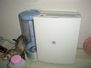 加湿器が気になるフェレット