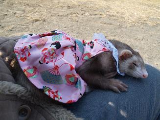 うたたねするフェレット