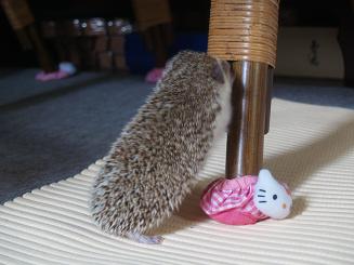 背伸びするハリネズミ
