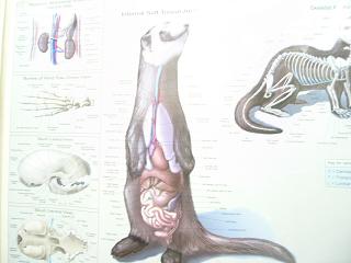 フェレットの解剖図
