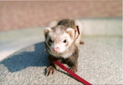 �t�F���b�g