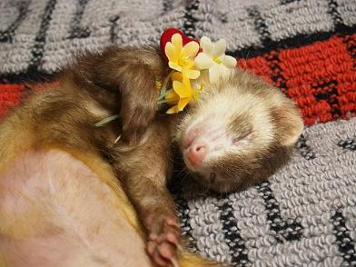 �t�F���b�g���₷��