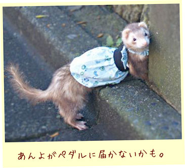 フェレット服・自転車・青・フェレット２