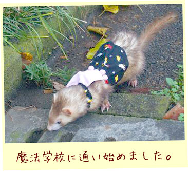フェレットの服・ハロウィーンドレス・フェレット２