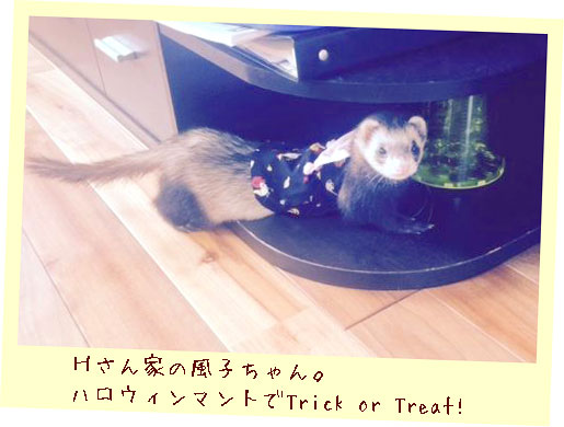 フェレットの服・ハロウィーンドレス・お客様のフェレット