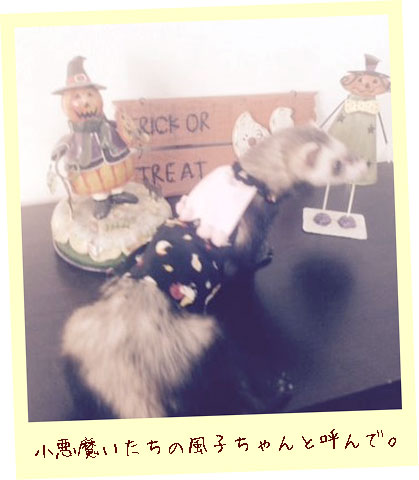フェレットの服・ハロウィーンドレス・いたちの魔法は通じるの
