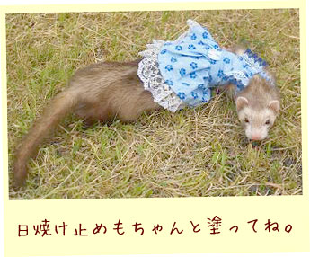 フェレット服・ハワイアンブルー・フェレット２