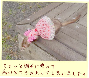 フェレットの洋服・ハワイアンピンク・フェレット１