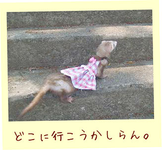 フェレットの洋服・チューリップ・赤・フェレット２