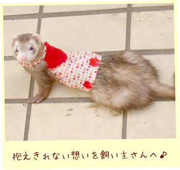 フェレットの服・バレンタインハート赤い四角・フェレット１