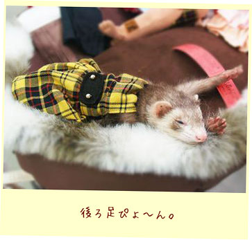 フェレット服・チェック・黄色・フェレット１