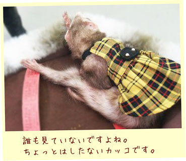 フェレット服・チェック・黄色・フェレット２