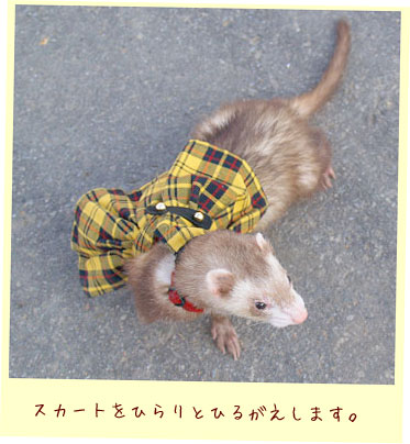 フェレット服・チェック・黄色・フェレット3
