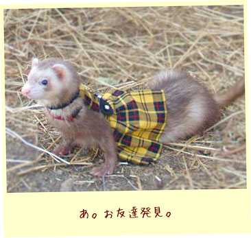 フェレット服・チェック・黄色・フェレット4