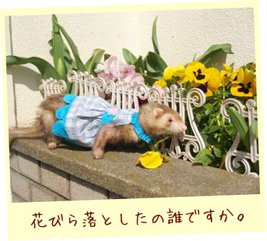 フェレット服・フェレット服・フラワードレス・フェレット１