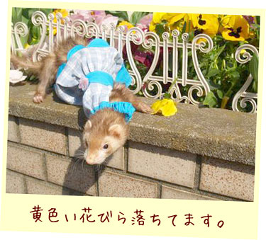 フェレット服・フェレット服・フラワードレス・フェレット２