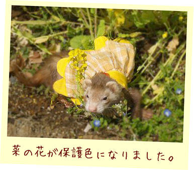 フェレット服・フェレット服・フラワードレス・黄色・フェレット