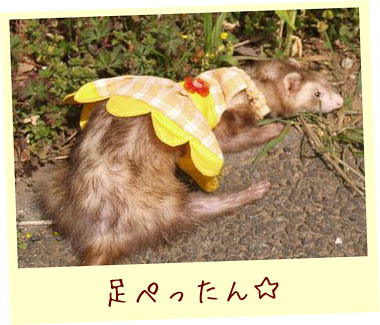 フェレット服・フェレット服・フラワードレス・黄色・フェレット