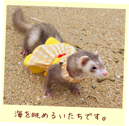 フェレット服・フェレット服・フラワードレス・黄色・フェレット３